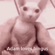 Adam Loves Bingus GIF - Adam Loves Bingus GIFs
