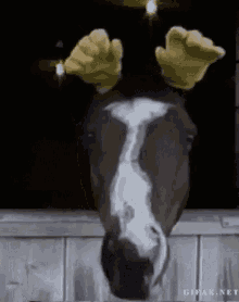 Horse Hi GIF - Horse Hi Whatsup GIFs