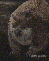 Owlbear Owlbear Cub GIF - Owlbear Owlbear Cub Baldur'S Gate GIFs