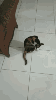 Mori Kucing Kucing GIF - Mori Kucing Kucing GIFs