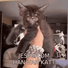 Jepser Jesper Katt GIF - Jepser Jesper Katt Cat GIFs