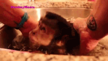 Taking A Bath Monkey Meela GIF