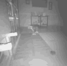 Cat Scared GIF - Cat Scared Jumpy GIFs