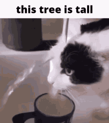 This Tree Is Tall Broken Cat GIF - This Tree Is Tall Broken Cat Cat Drinking Water GIFs