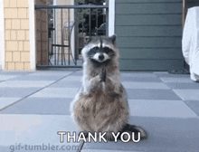 a raccoon is standing on its hind legs on a sidewalk and saying `` thank you '' .