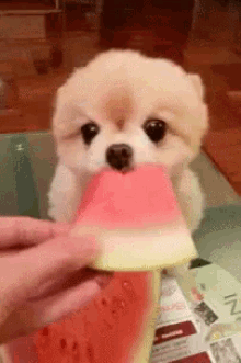 puppy watermelon eat lick fruit