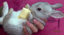 Fluffy Bunny Eating A Banana GIF