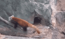 Pacing Red Panda GIF - Pacing Red Panda Cute GIFs