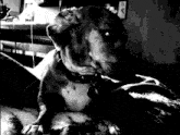 Doubt Dog Dark GIF - Doubt Dog Dark Side Eye GIFs