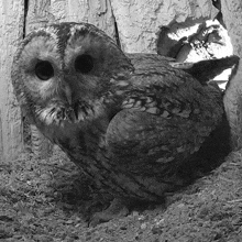 Chirping Tawny Owl GIF - Chirping Tawny Owl Robert E Fuller GIFs
