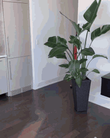 a large potted plant is sitting on a wooden floor in a living room
