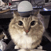 Lunaistabby Cat GIF