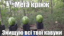Cringe Watermelon GIF - Cringe Watermelon Melon GIFs