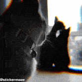 Betrayal Cat GIF - Betrayal Cat Cute GIFs