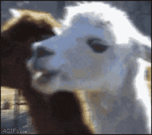 Seriously Animal GIF - Seriously Animal Llama GIFs