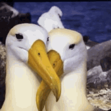 Albatross Courtship GIF