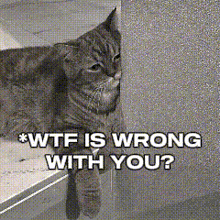a cat peeking out from behind a wall with the caption wtf is wrong with you ?