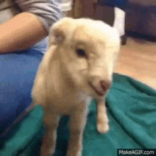 Bahh GIF - Lamb Sheep Tongue GIFs