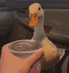 duck drinking drink cute cuteness