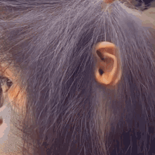 Tusareve Monkey GIF - Tusareve Monkey Orangutan GIFs