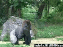 fuck that no nope gorilla