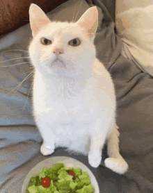 Salad Cat GIF - Salad Cat GIFs