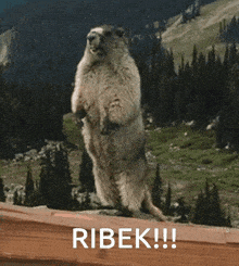a squirrel standing on its hind legs next to a sign that says ribek