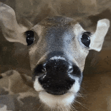 Deer Stare GIF - Deer Stare Deer Stare GIFs