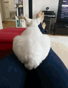 Booty Shaking GIF - Booty Shaking Cat GIFs