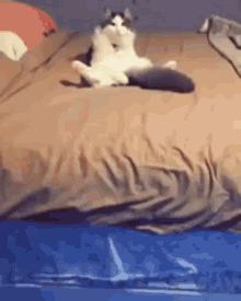 Cat Cat Playing With Tail GIF