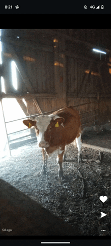 Cow Snap GIF - Cow Snap Woew GIFs