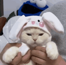 cat bunny hat cute