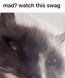 Cat Swag GIF - Cat Swag Swag Cat GIFs