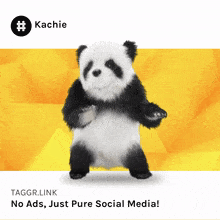 a picture of a panda bear with the taggr.link no ads just pure social media at the bottom