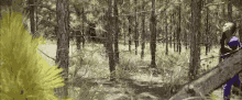 a man in a blue shirt stands in a forest