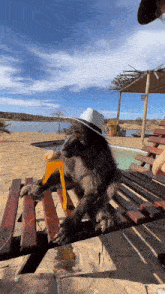 a monkey wearing a cowboy hat is sitting on a wooden bench