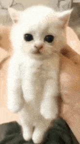 White Cat Cute Cat GIF - White Cat Cute Cat Act3ree GIFs