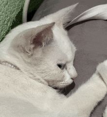 a white cat wearing a pearl collar is laying down
