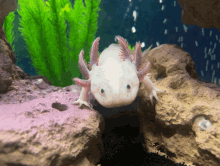 fish aquarium axolotl toothless dragon