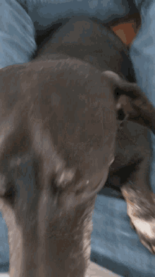Wiener Dog Dachshund GIF - Wiener Dog Dachshund GIFs