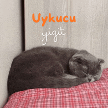 Yigit Kedi Uykucu Yigit GIF