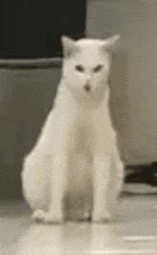 Cat Vomit GIF
