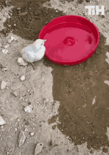 Drink This Is Happening GIF - Drink This Is Happening Bird GIFs