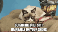 Scram Before I Spit Hairballs On Your Shoes - Grumpy Cat GIF - Grumpy Cat Tarder Sauce Tarder The Cat GIFs