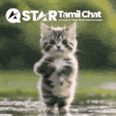 a picture of a kitten standing on its hind legs with the words star tamil chat below it