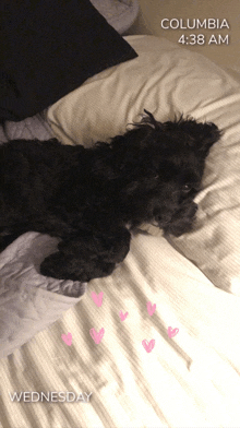 Sleepy Dog GIF - Sleepy Dog Bed GIFs