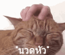 นวดหัว นวดขมับ แมว GIF - Head Massage Head Rub Cat GIFs
