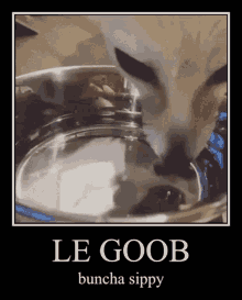 Le Goob Fennec Fox GIF - Le Goob Fennec Fox Drink GIFs