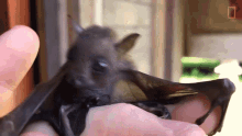 Curious Worlds Weirdest GIF - Curious Worlds Weirdest Bat Appreciation Day GIFs