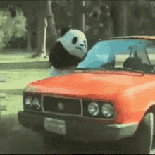 Khe Bad Panda GIF - Khe Bad Panda Esperando GIFs